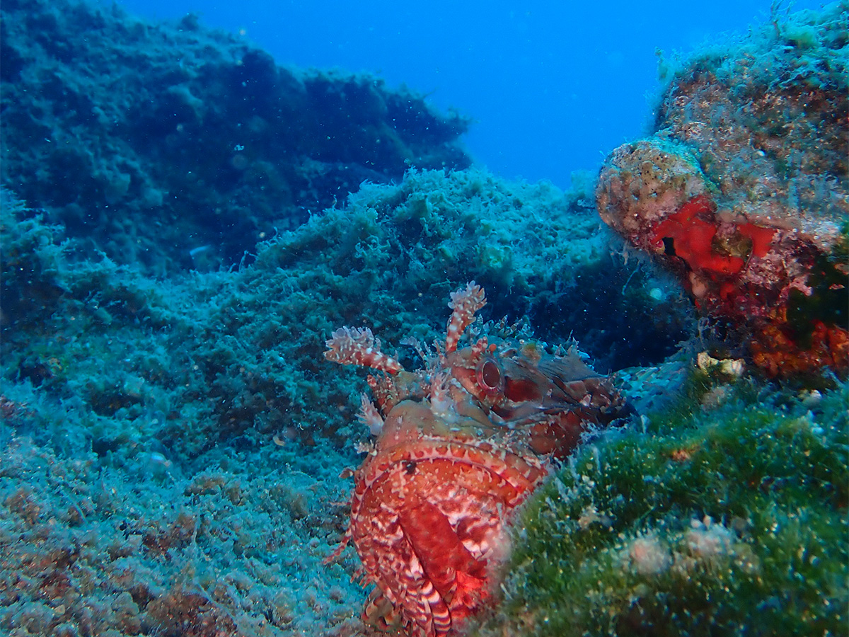 Patmos reefs 009