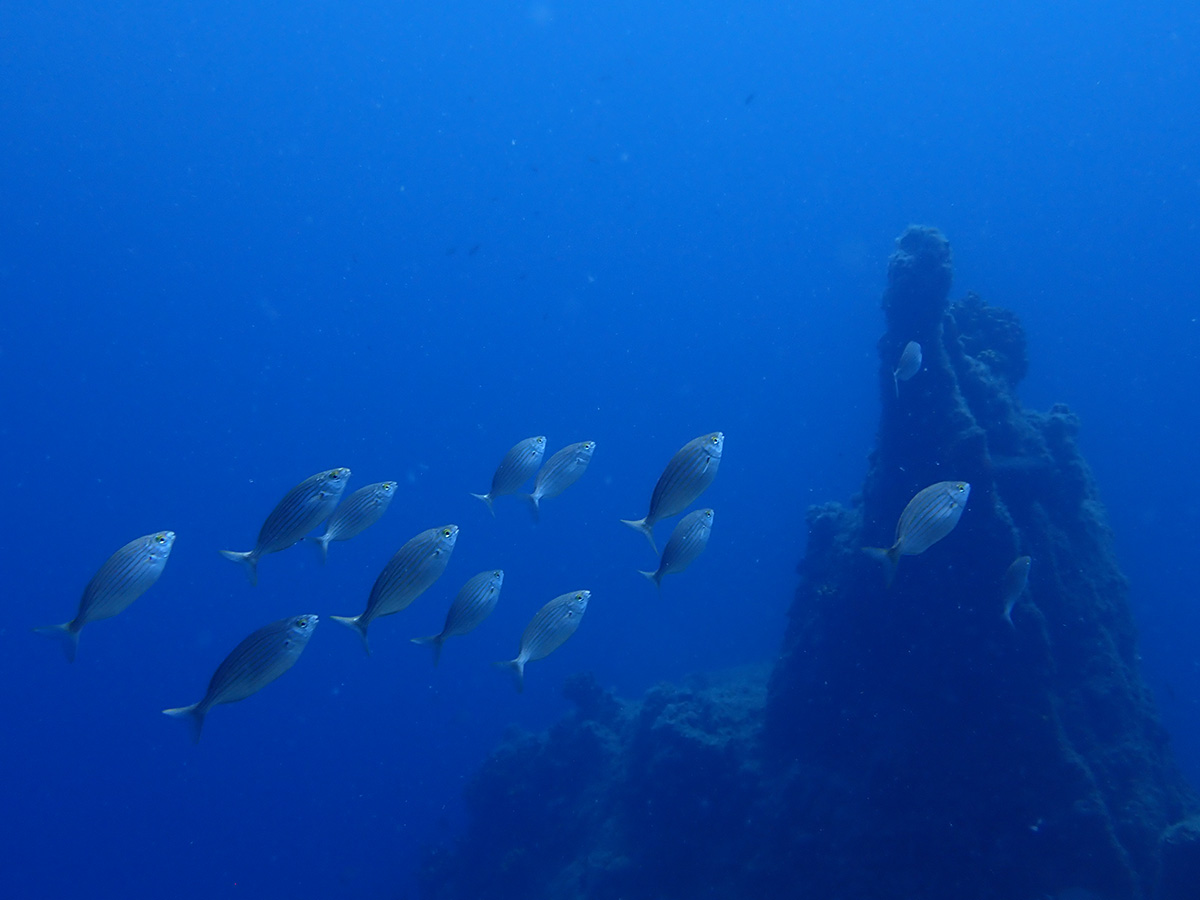 Reef Diving 001