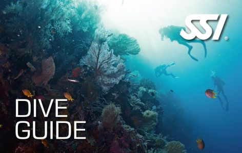 Dive Guide